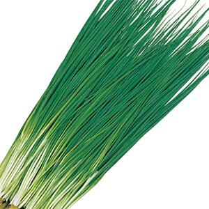 ネギ 種 【 九条葉ねぎ 】 実咲小袋 ( ネギの種 )