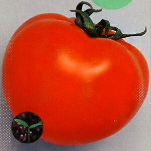 �g�}�g �� �y �i���n�j���E�� �z ���� ( �g�}�g�̎� )