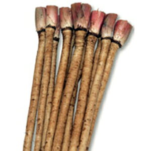 S{E  y T_ڂ@_CGbg z 1L ( S{E̎ )