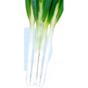 lM  y ̌ (TSX-021) z q ܁i20mlj i   ؎q ؎ j 