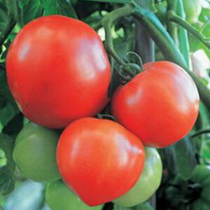 ʃg}g  y݂163z 100 i   ؎q ؎ j