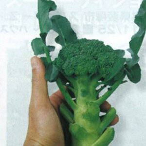 ubR[  y ~jbR[ z q ܁i1.5mLj i   ؎q ؎ j 