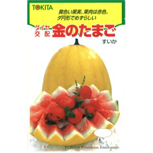 XCJ  ŷ܂z 100 i   ؎q ؎  Z j