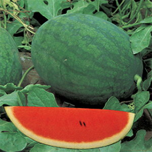 ɂ񂶂  ŷ܂z 100 i   ؎q ؎ j