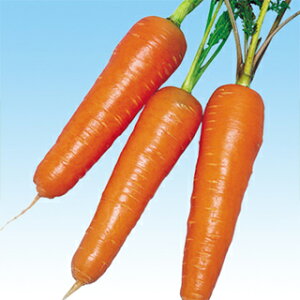 ɂ񂶂  y t z q 2dl i   ؎q ؎ j