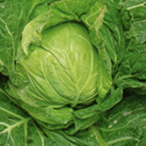 キャベツ 種 【 サワーグリーン 】 種子 20ml ( 種 野菜 野菜種子 野菜種 )