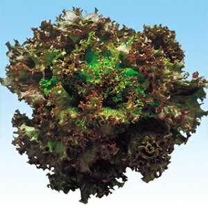 Tj[^X  y t@V[bh z q ܁i20mlj i   ؎q ؎ j