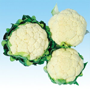 Jt[  y zCgpX z q 20ml i   ؎q ؎ j