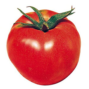 �g�}�g �� �y ��^���� �z ���܁i1.0ml�j ( �g�}�g�̎� )�i����j