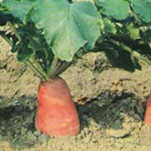 _CR  y Ȃ2 z ܁i1.2mlj ( _CR̎ )