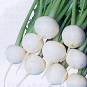 Ju  y ӂ z q 2dl i   ؎q ؎ j