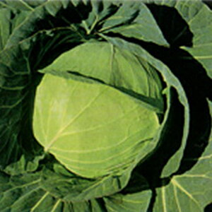 Lxc  y ݂ǂ z ܁i1mlj ( Lxc̎ )