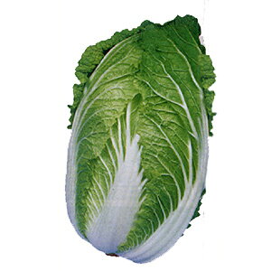 nNTC  y L`G[X z ܁i1mlj ( nNTC̎ )