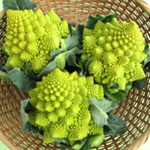 Jt[  y XpC}lXR z q痱 ( Jt[̎ )