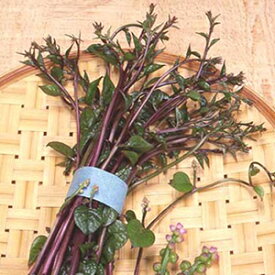 楽天市場 野菜の種の通販