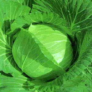 Lxc  y P z 20ml ( Lxc̎ )