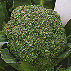 ubR[  y 䂽32 z 2500 ( ubR[̎ )