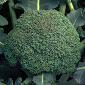 ubR[  y  z 20ml ( ubR[̎ )