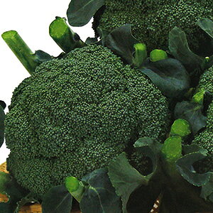 ubR[  y ǗΉ z 20ml ( ubR[̎ )