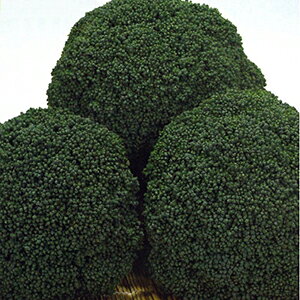 ubR[  y u[h ނ z L_l2000 ( ubR[̎ )