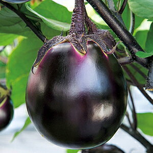 iX  y Ή֎q z  ( iX̎ )