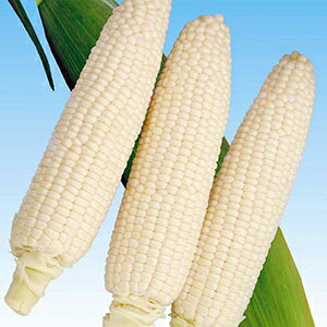 �g�E�����R�V �� �y �v���`�i�R�[�����i���j�@ �z 2�痱 ( �g�E�����R�V�̎� )