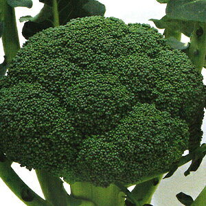 ubR[  y t@C^[ z L_l 2000 ( ubR[̎ )