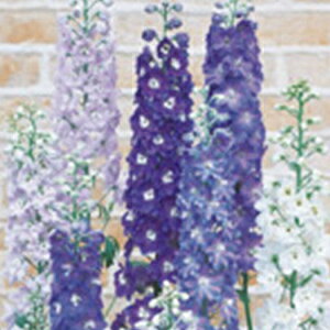 ftBj[  y pVtBbNWCAg z 珬 i ftBj[̎ j