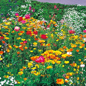 ԊG̋  y ~bNXt[K[f z 珬 ( ԊG̋̎ )