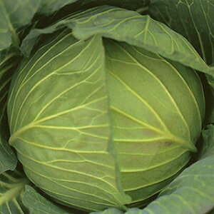 Lxc  y ӂ݂ z R[g5痱 ( Lxc̎ )