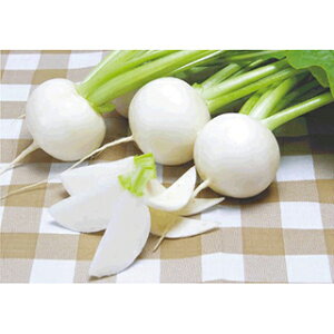 Ju  y  z 20ml ( Ju̎ )