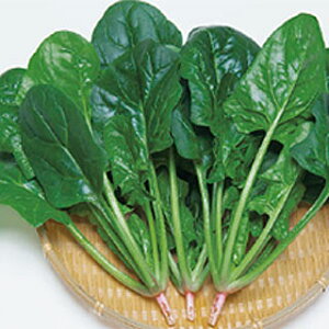 zE\E  y ^tXJC z AM3 ( zE\E̎ )