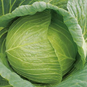 Lxc  y YR킩i909j z R[g5痱 ( Lxc̎ )