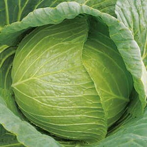 Lxc  y YR킩i909j z 2000 ( Lxc̎ )