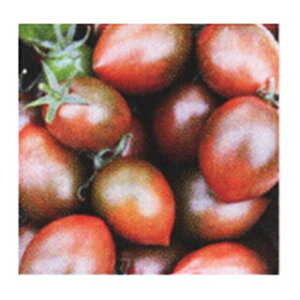 g}g  y TRRA z 100 ( g}g̎ )