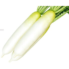 ダイコン 種 【 夏座 】 5ml ( ダイコンの種 )