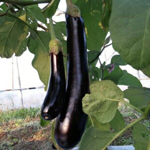 Ȃ  y rIb^ z  ( Ȃ̎ )