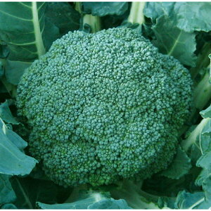 ubR[  y  z  ( ubR[̎ )