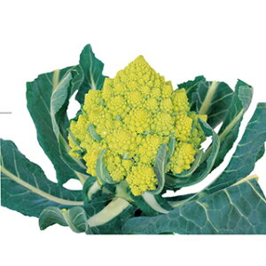 Jt[  y }lXR A[eBXg z  ( Jt[̎ )