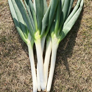 lM  y ȂׂS[hK z 1dl ( lM̎ )