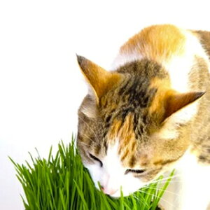 ybgp  y ˂ z  ( ybgp̎ )