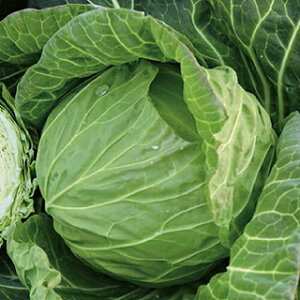 �L���x�c �� �y �S�[���h2011 �z 2000�� ( �L���x�c�̎� )