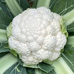 Jt[  y ؑ] z ybg5痱 ( Jt[̎ )