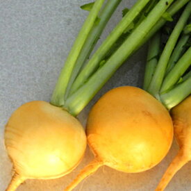 カブ 種 【 黄色カブ おお黄に 】 小袋 ( カブの種 )