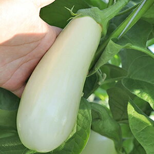 iX  y c@[lEe z 100 ( iX̎ )