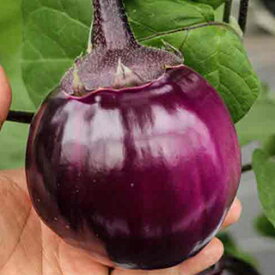 ナス 種 【 メランツァーネ・ビステッカ スペリオーレ 】 小袋 ( ナスの種 )