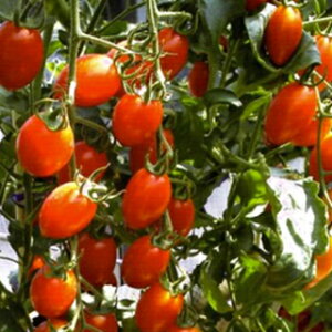 g}g  y TY܂Ȃ bh z ܁i100j ( g}g̎ )