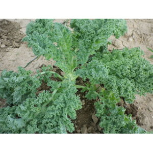 P[  y WA[m z  ( P[̎ )