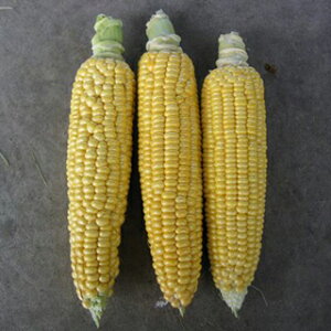 gERV  y |gERV z  ( gERV̎ )