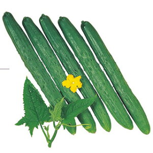 LE  y 3 z 10ml ( LE̎ )